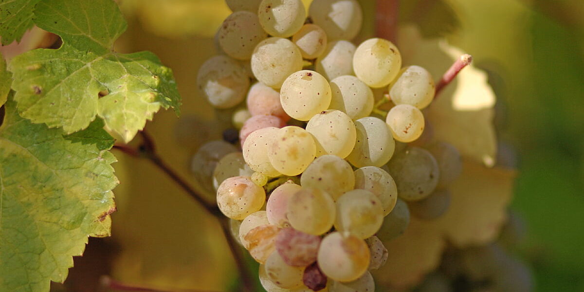 Riesling_grapes_leaves