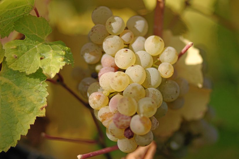 Riesling_grapes_leaves Riesling_grapes_leaves