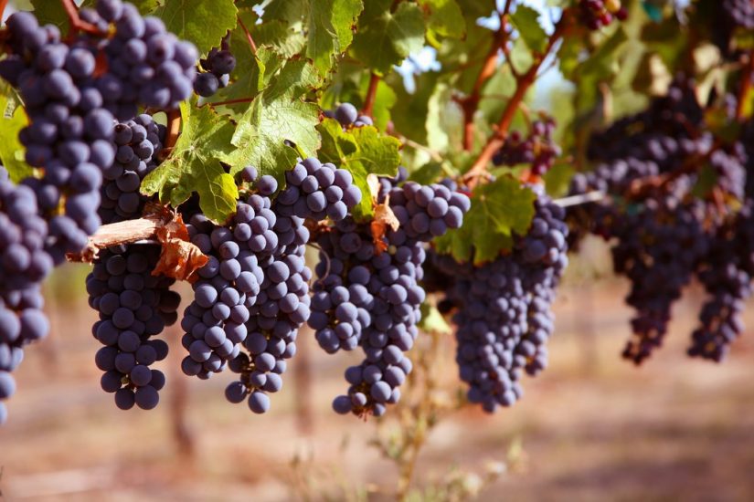 merlot grapes