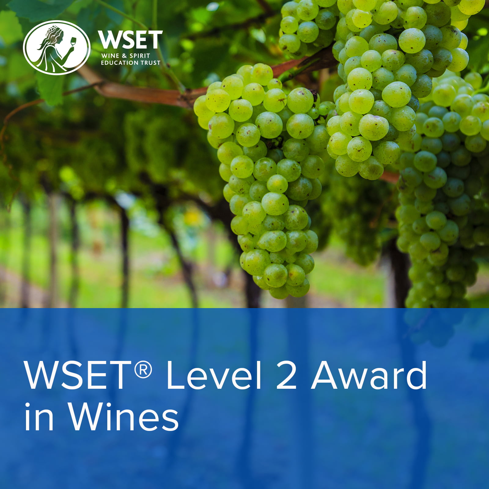 WSET_Wines_Level2_1600x1600