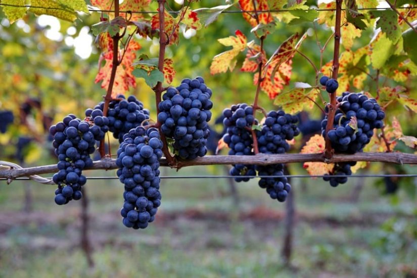 feteasca-neagra-2