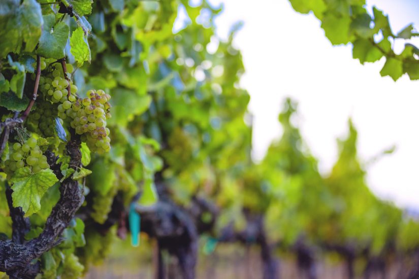 Chardonnay-grapes Chardonnay-grapes