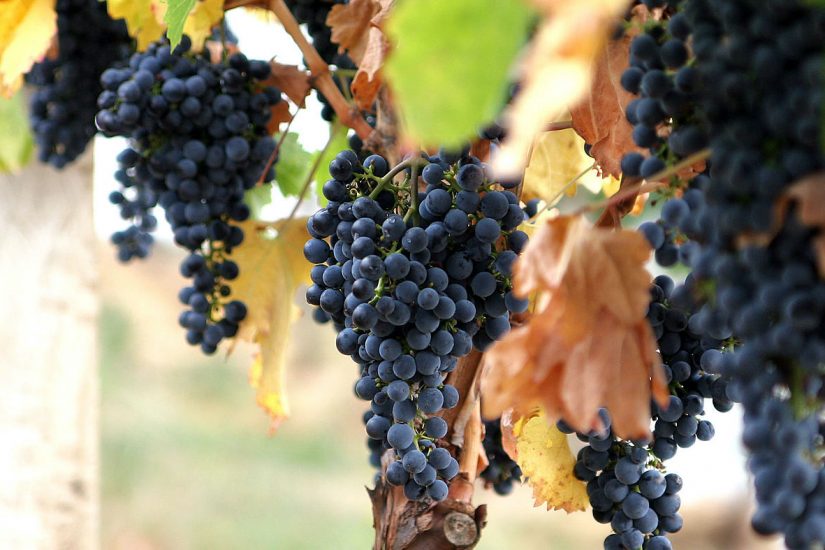 syrah_shiraz syrah_shiraz