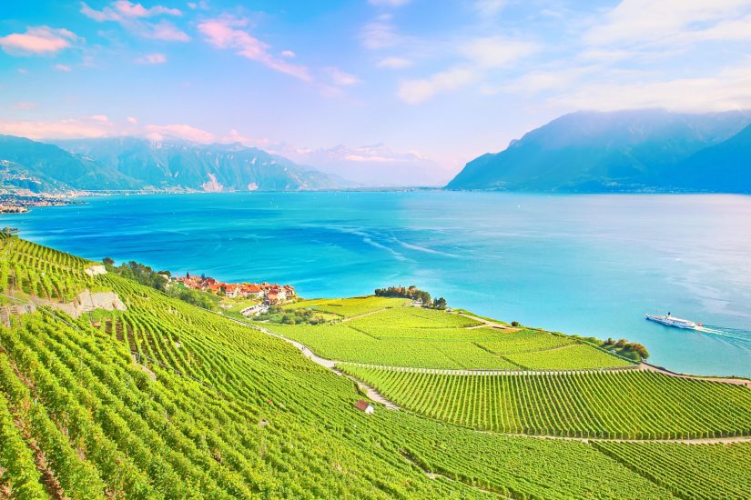 mediteranean_vineyard