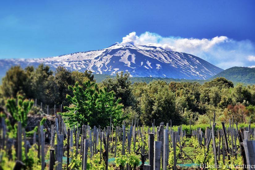 sicilia_wine sicilia_wine