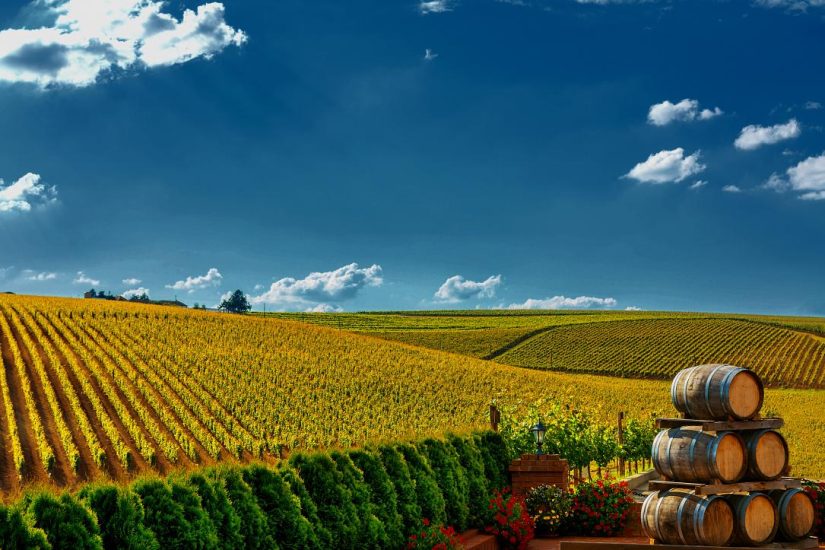 vineyard_photo_romania