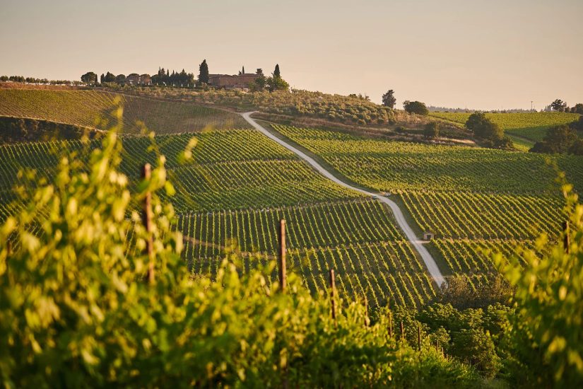 tuscany_vineyards tuscany_vineyards