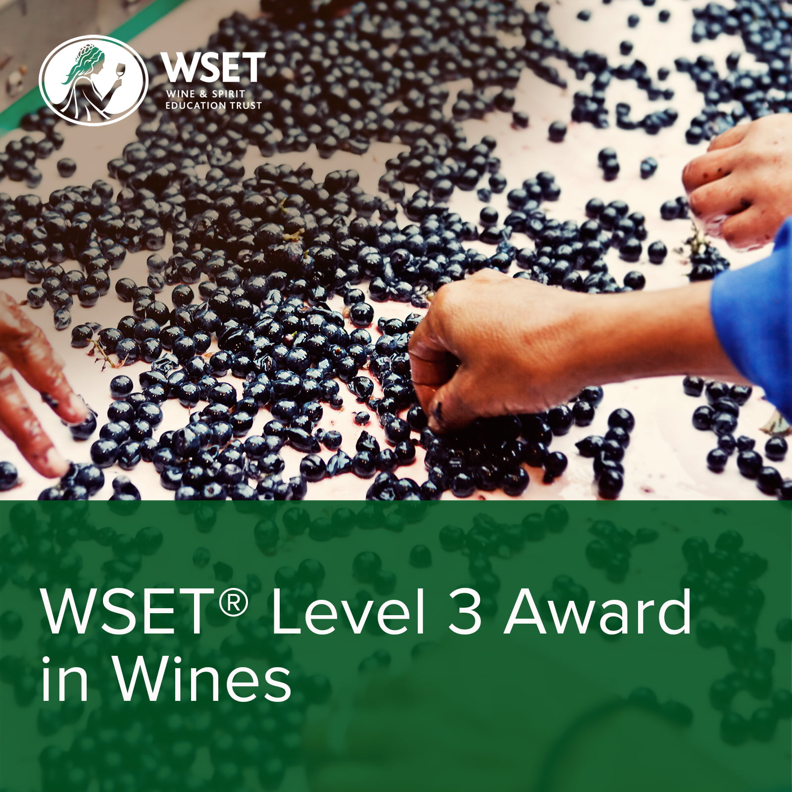 WSET_Wines_Level_3
