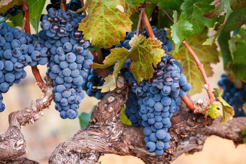 cabernet_franc