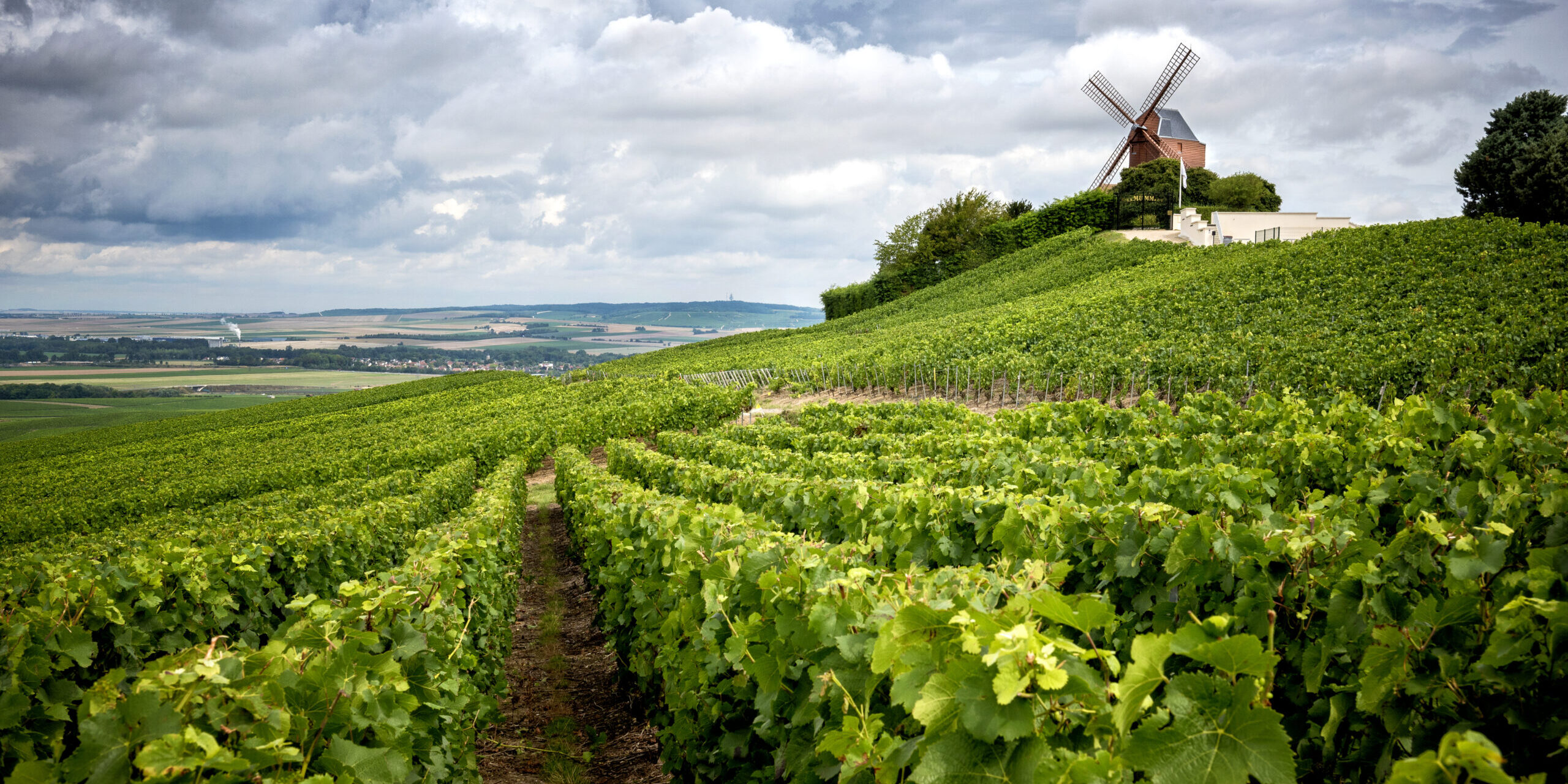 champagne_vineyards