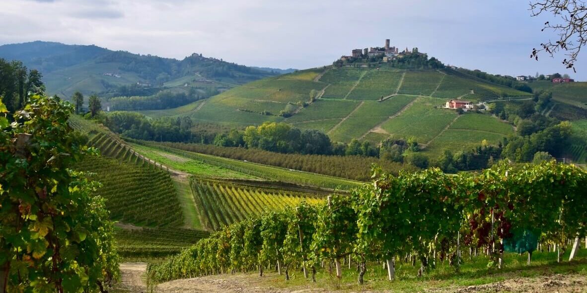 Barolo_vineyards