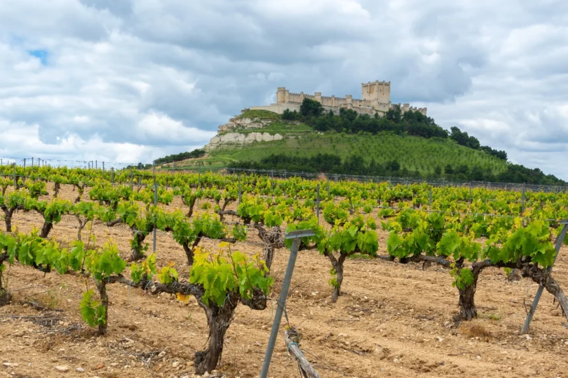 ribera-del-duero ribera-del-duero
