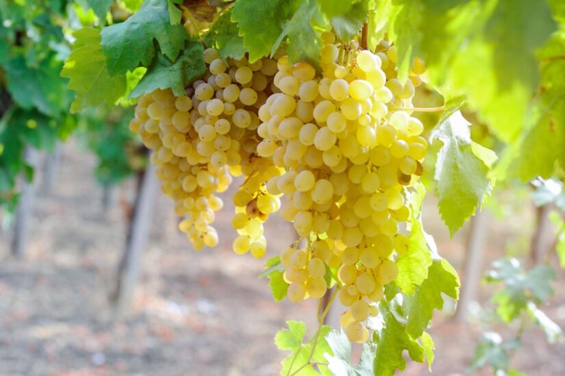 chenin_blanc chenin_blanc