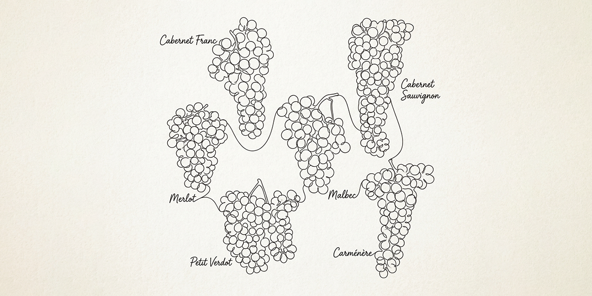 hand_drawn_bordeaux_red_grape.jpeg
